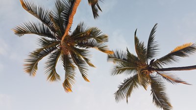 Palmer Fra Hawaii Palmer Fra Hawaii
